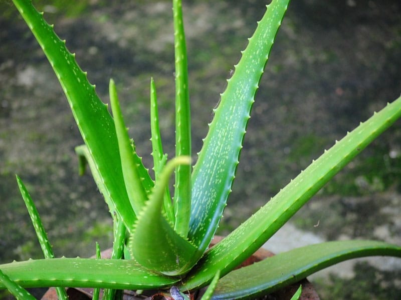 Aloe Plant Division - How And When To Separate Aloe Plants
