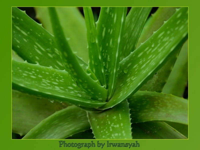 Aloe Vera - Mashtal Garden Centers