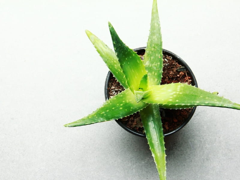 Aloe Vera Leaves. Close Up Aloe Vera Plant, Stock Photo, Picture And  Royalty Free Image. Image 54740935.