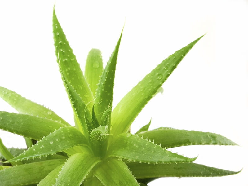 Aloe Vera Plant - 1 plant- Buy Online in Cambodia at Desertcart - 50215296.