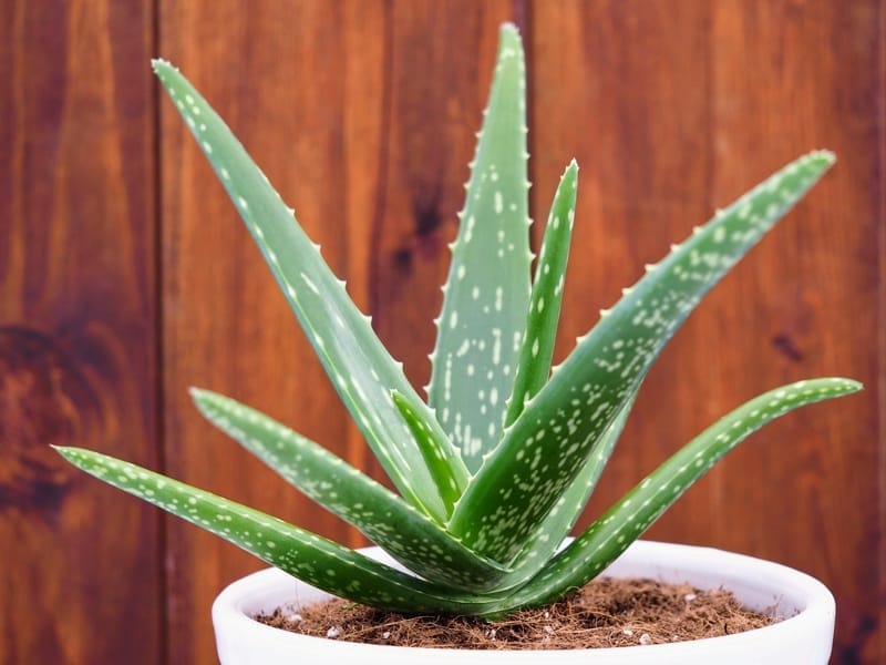 Aloe Vera Plant – Alluvium Plants