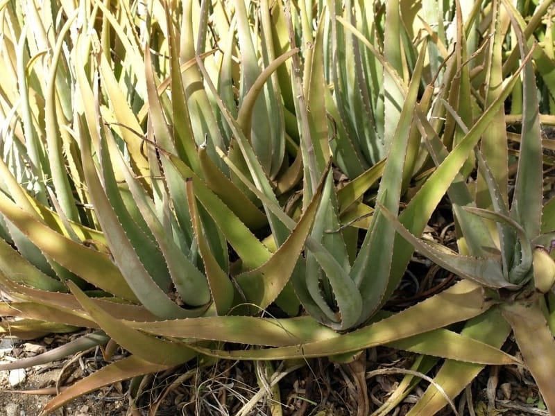 Aloe Vera Plant - Contemporary Flowers