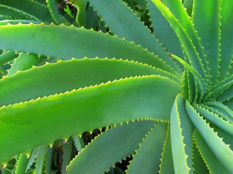 Aloe Vera Plant - Kendalls Florist