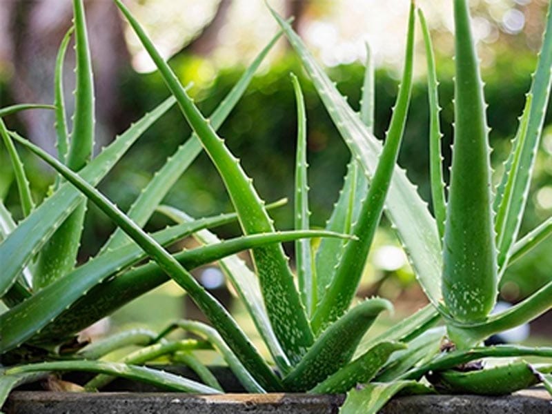 Aloe Vera Plant - Meerut Plants