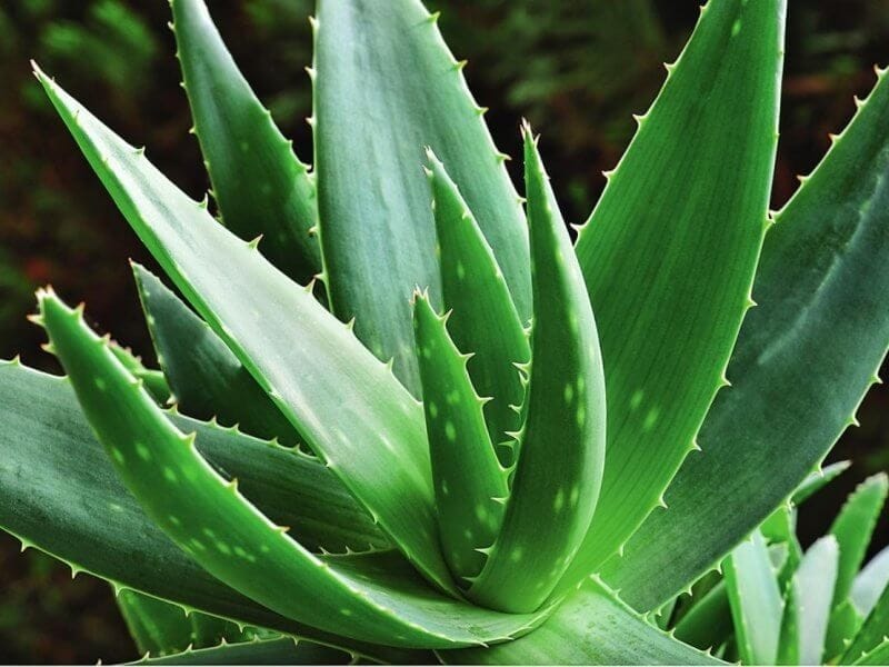 Aloe Vera Plant Isolated On White Stock Photo, Picture And Royalty Free  Image. Image 129076394.