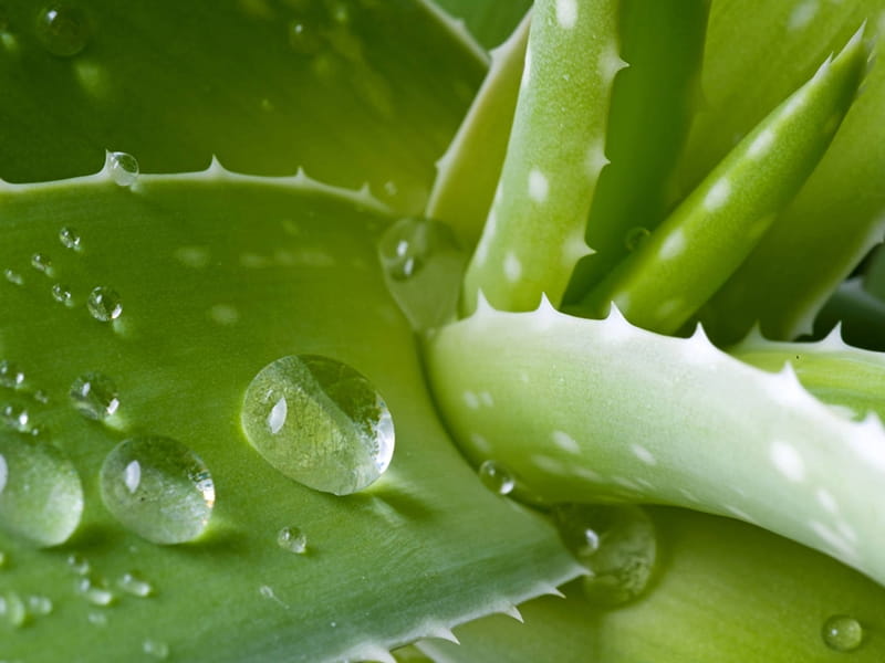 Aloe Vera Plant for Sale Online - Buy Now - Totally Plants