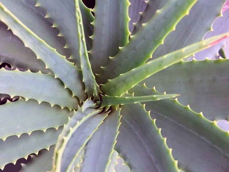 Aloe Vera Plant in 8 Inch Pot - Etsy