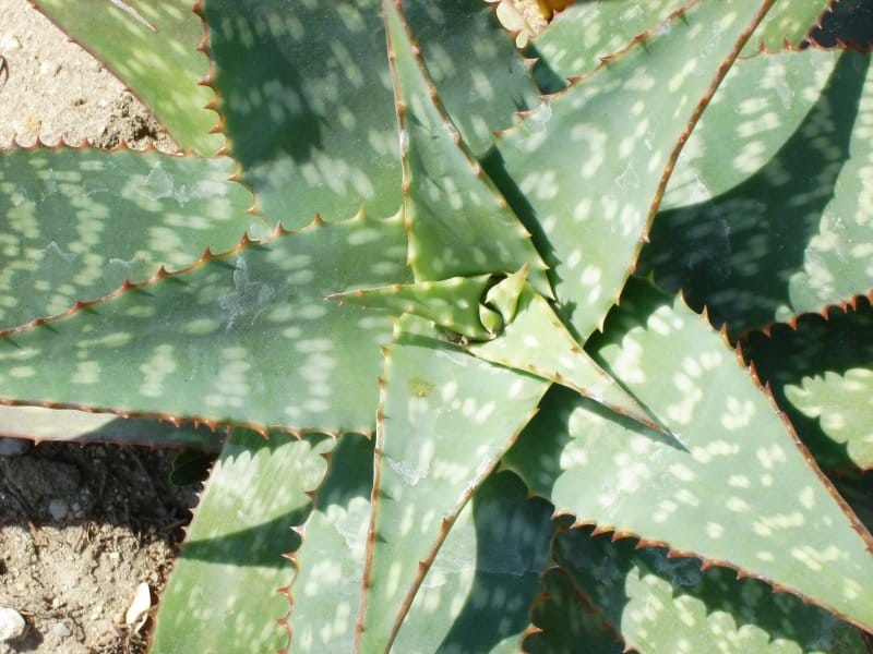 Aloe Vera Plants for Sale - Free Shipping