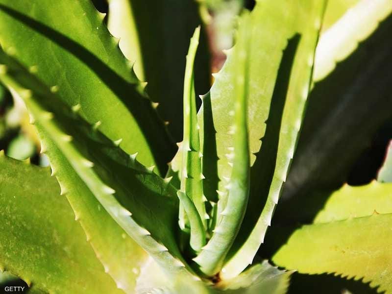 Aloe Vera UK grown healthy houseplant - House Of Plants