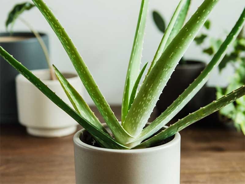 Aloe vera plant icon realistic style Royalty Free Vector