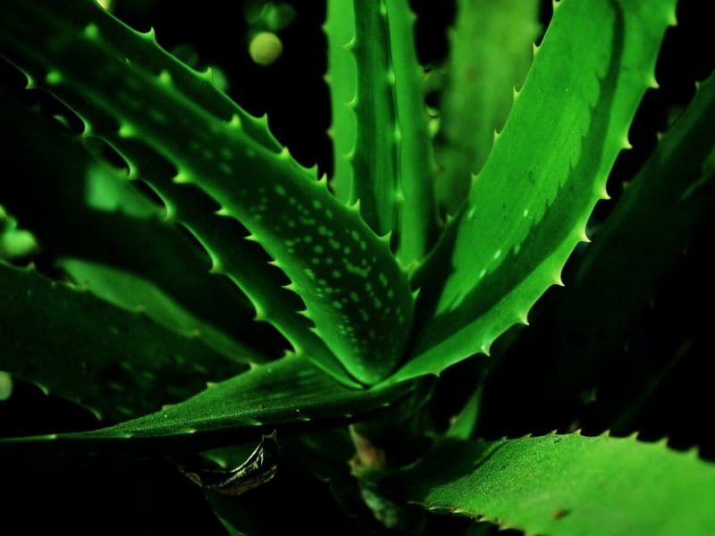 Aloe vera plant in black pot over white wall Stock Photo by ©Milkos  295494376