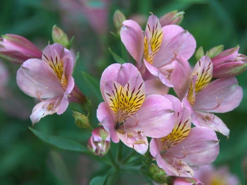 Alstroemeria - Grade: Fancy – FloralTab