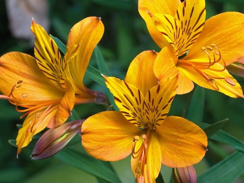 Alstroemeria Care Guide: Easy Plant, Grow and Care Tips - ProFlowers