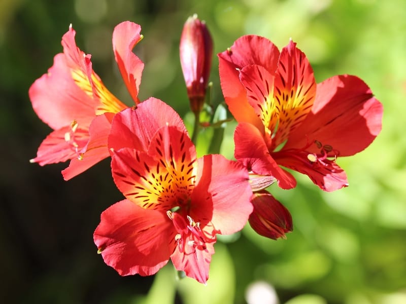 Alstroemeria Plant - Fresh  Long Lasting - 10% Discount - by Flourish