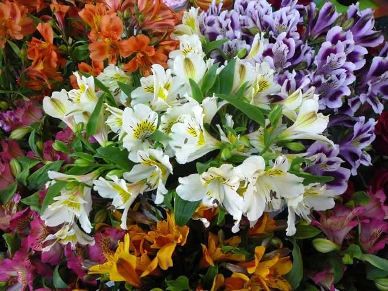 Alstroemeria, Lavender - Metro Flower Market