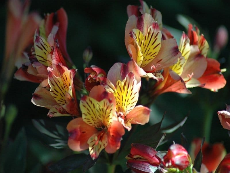 Alstroemeria flowers on a twig, pink flowers on a white background,  realistic botanical drawing by hand, watercolor. print for wallpaper,  textiles, wrapping paper and other. Stock Photo by ©rainicorn 301416578