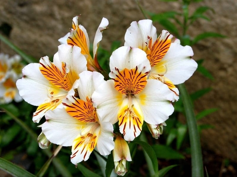 Alstroemeria magnifica, Truly Magnificient! - Under the Solano Sun - ANR  Blogs