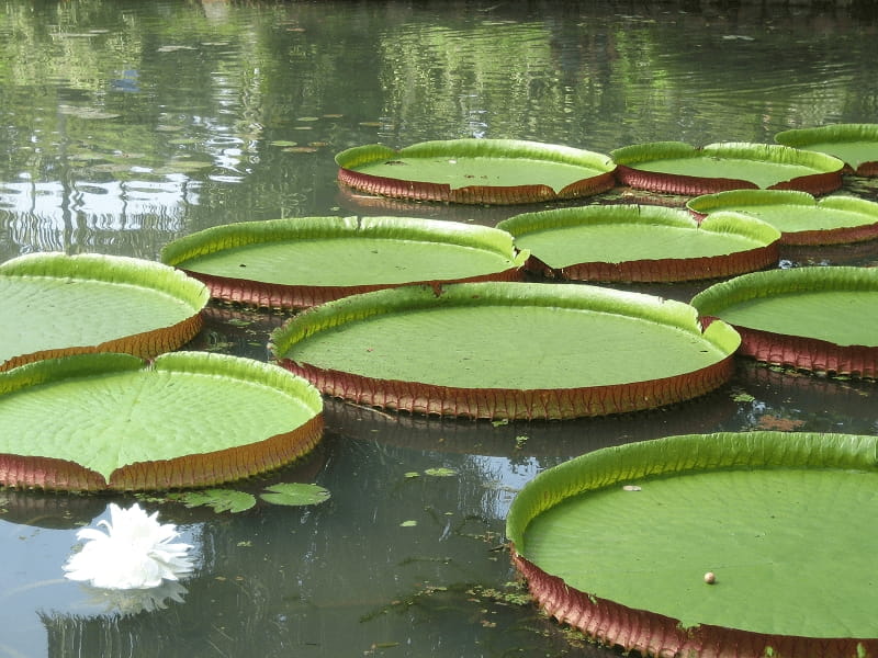 Amazing Facts About The Victoria Amazonica - WorldAtlas