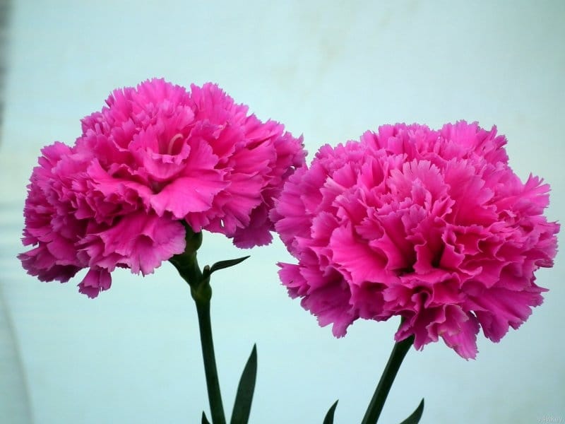 Amazon.com : 100 Pink Carnations - Fresh Cut Flowers- Express Delivery :  Grocery  Gourmet Food