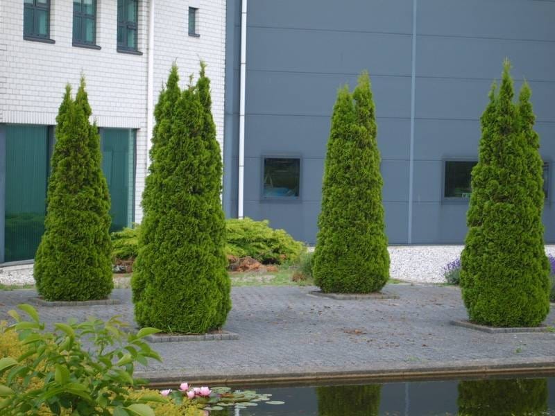 Amazon.com : 25 Thuja Green Giant Arborvitae 8-14\