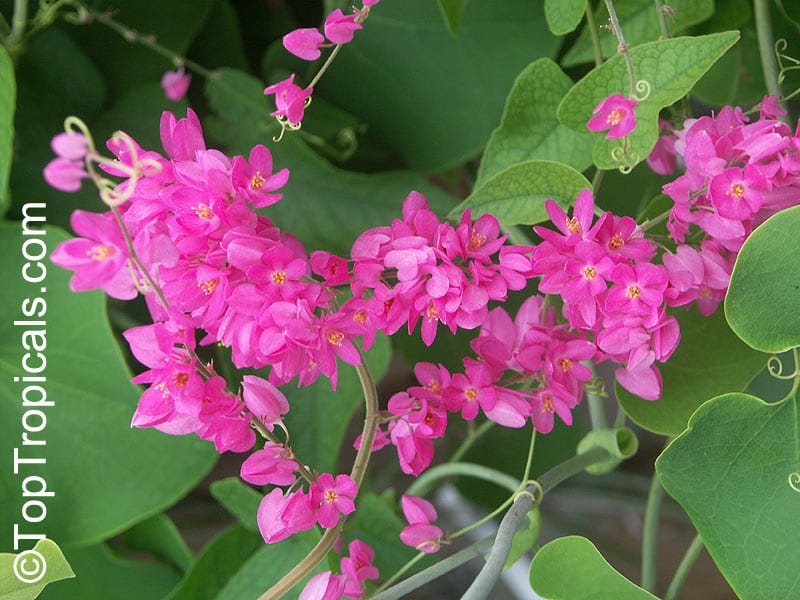 Amazon.com : 9EzTropical - Coral Vine - Antigonon leptopus - HOA Tigon - 2  Feet Long - Ship in 1 Gal Pot : Patio, Lawn  Garden