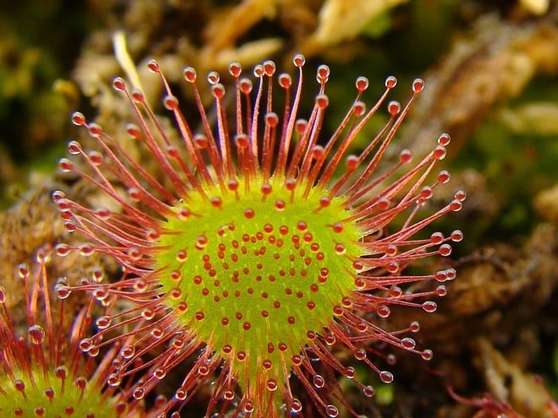 Amazon.com : 9GreenBox - Cape Sundew Plant - 3'' Pot : Plant Seed And  Flower Products : Patio, Lawn  Garden