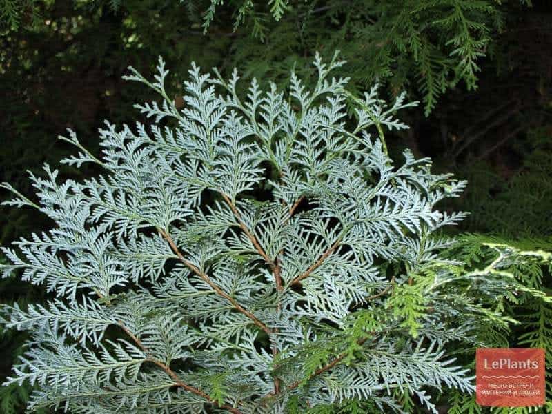 Amazon.com : American Arborvitae, White cedar, Thuja occidentalis, Tree  Seeds (Evergreen) 50 : Patio, Lawn  Garden