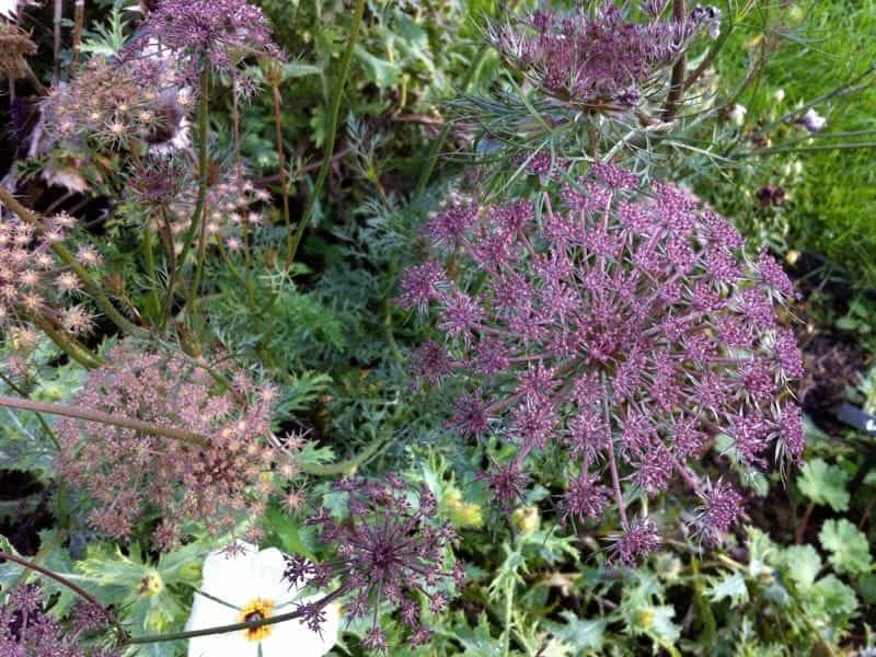 Amazon.com : Ammi Green Mist False Queen Anne's Lace Bishop's Weed Premium  100- Seed Packet : Patio, Lawn  Garden