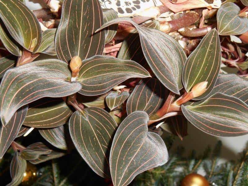 Amazon.com : Black Jewel Orchid Ludisia Discolor - 6'' California Tropicals  : Patio, Lawn  Garden