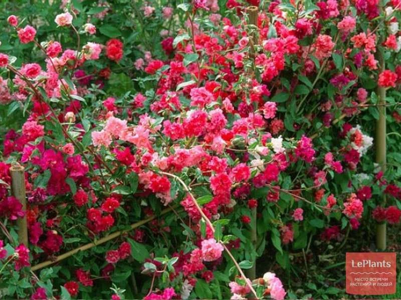 Amazon.com : CLARKIA, Flowers,Mountain Garland (Clarkia Unguiculata) - 1oz  Flower Seeds : Patio, Lawn  Garden