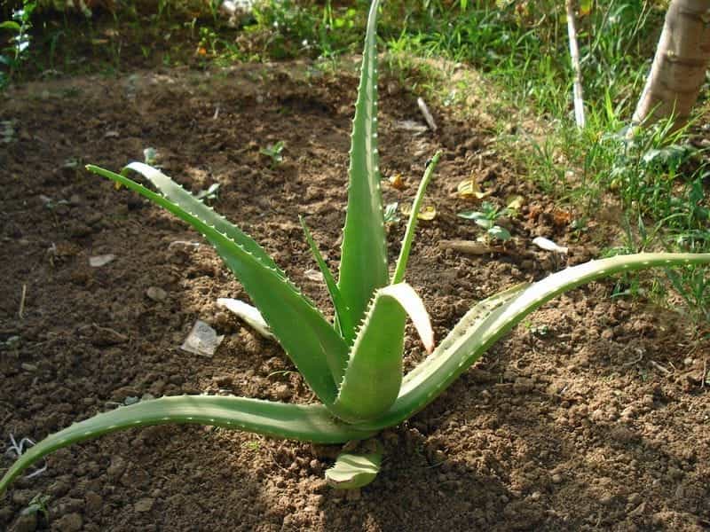 Amazon.com : Costa Farms Aloe Vera Live Indoor House Plant, 10 Tall, Ships  in 4-Inch Grow Pot : Patio, Lawn  Garden