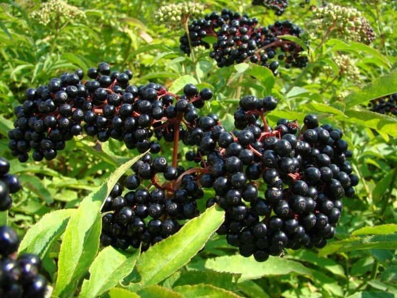 Amazon.com : Earthcare Seeds American Black Elderberry 50 Seeds (Sambucus  Canadensis) No GMO, Heirloom : Patio, Lawn  Garden