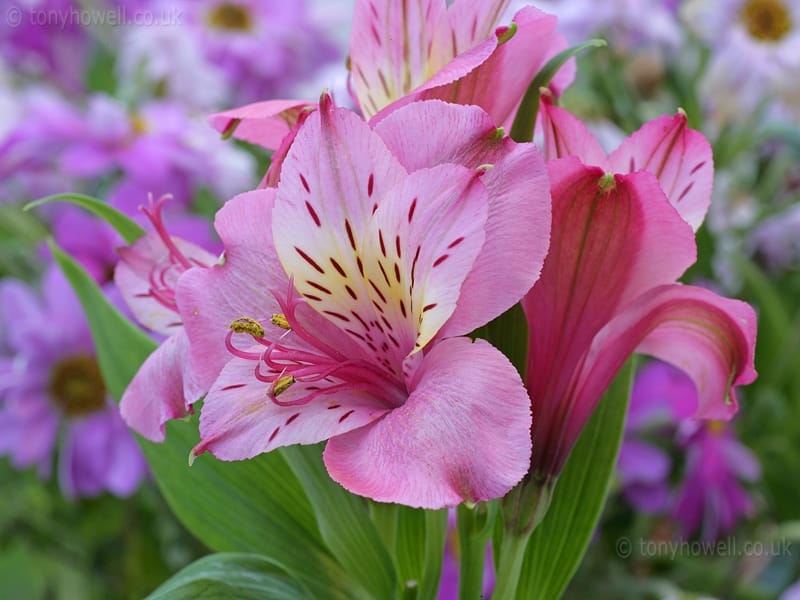 Amazon.com : GlobalRose Alstroemeria Flowers- 240 Cream Blooms- 60 Stems of  Peruvian Lilies : Grocery  Gourmet Food