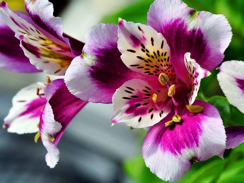 Amazon.com : GlobalRose Alstroemeria Flowers- 240 Hot Pink Blooms- 60  Peruvian Lilies : Grocery  Gourmet Food