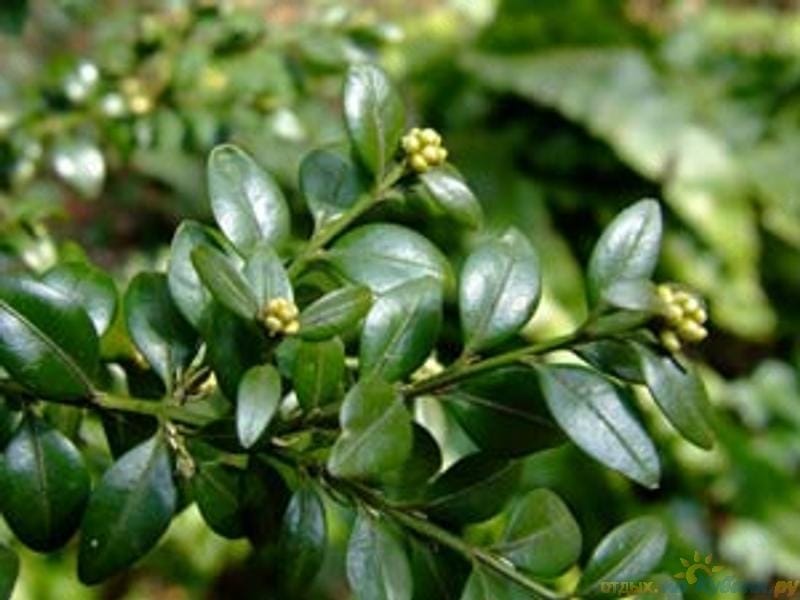 Amazon.com : Heirloom Boxwood, Buxus Sempervirens, 30 Seeds, (Hardy  Evergreen, Topiary, Hedge, Bonsai) : Patio, Lawn  Garden