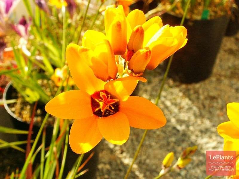 Amazon.com : Ixia hybrid mix Twinkle Toes - 60 flower bulbs : Flowering  Plants : Patio, Lawn  Garden