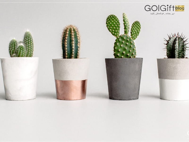 Amazon.com: MyGift Mini Artificial Cactus Plants - Faux Assortment  Succulent Plants in Square White Pots, 5-Inch, Set of 4 : Home  Kitchen