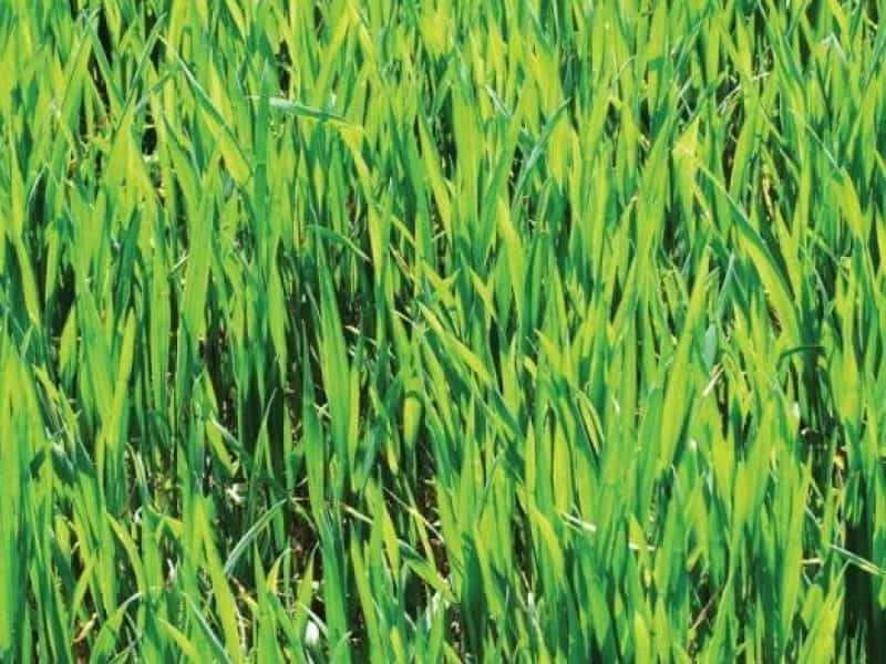 Amazon.com : Organic Wheat Grass Seeds, Cat Grass Seeds, 16 Ounces- 100%  Organic Non GMO - Hard Red Wheat. Harvested in The US. Easy to Grow. :  Patio, Lawn  Garden
