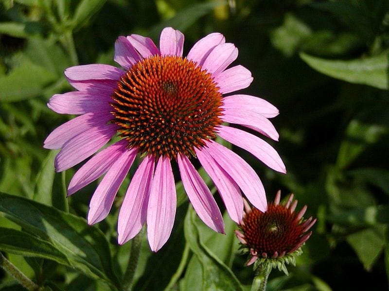 Amazon.com : Outsidepride Echinacea Purple Coneflower Flower Seeds - 1000  Seeds : Flowering Plants : Patio, Lawn  Garden