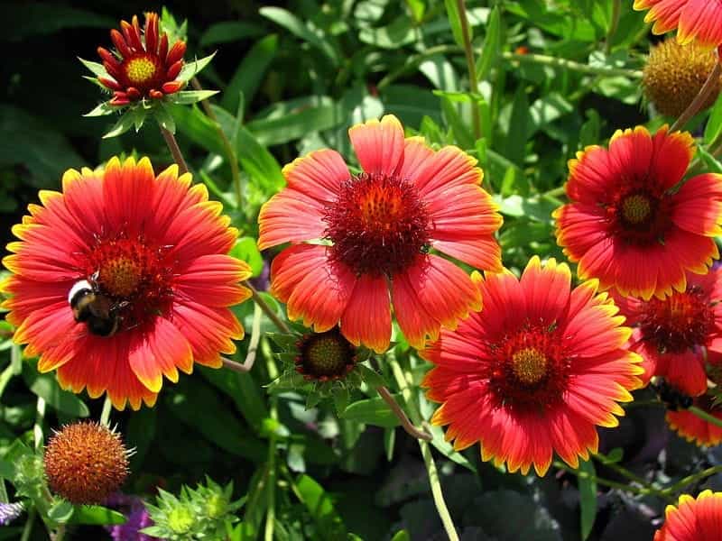 Amazon.com : Outsidepride Gaillardia Pulchella - 5000 Seeds : Flowering  Plants : Patio, Lawn  Garden