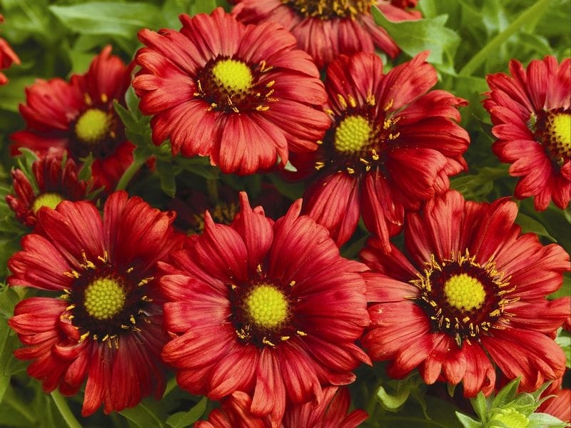 Amazon.com: Outsidepride Gaillardia Pulchella Bicolor - 1000 Seeds :  Everything Else