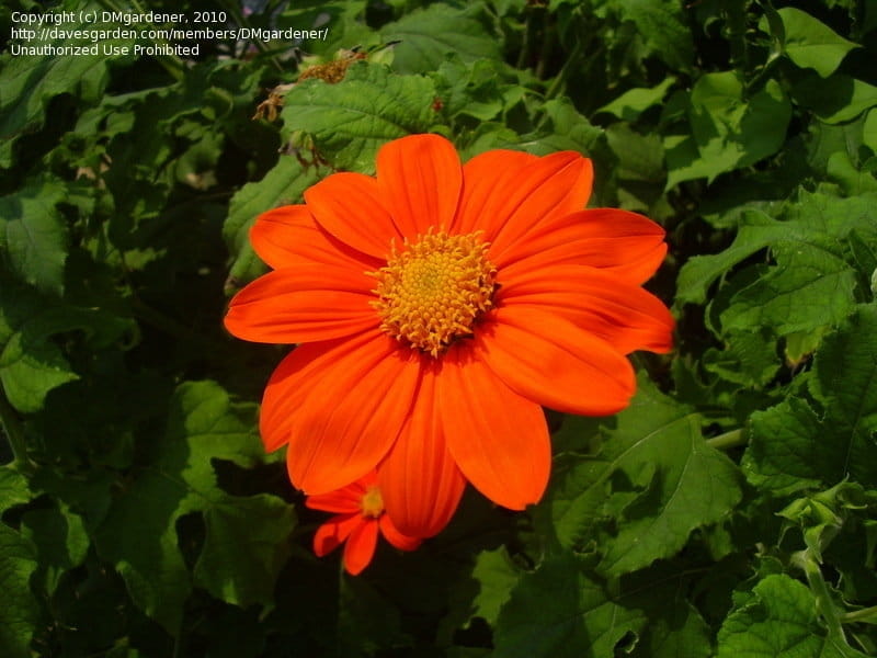 Amazon.com : Outsidepride Mexican Sunflower Seed Mix - 500 Seeds : Patio,  Lawn  Garden