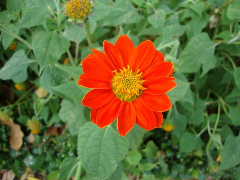 Amazon.com : Outsidepride Orange Tithonia Mexican Sunflower Plant Seed -  500 Seeds : Flowering Plants : Patio, Lawn  Garden