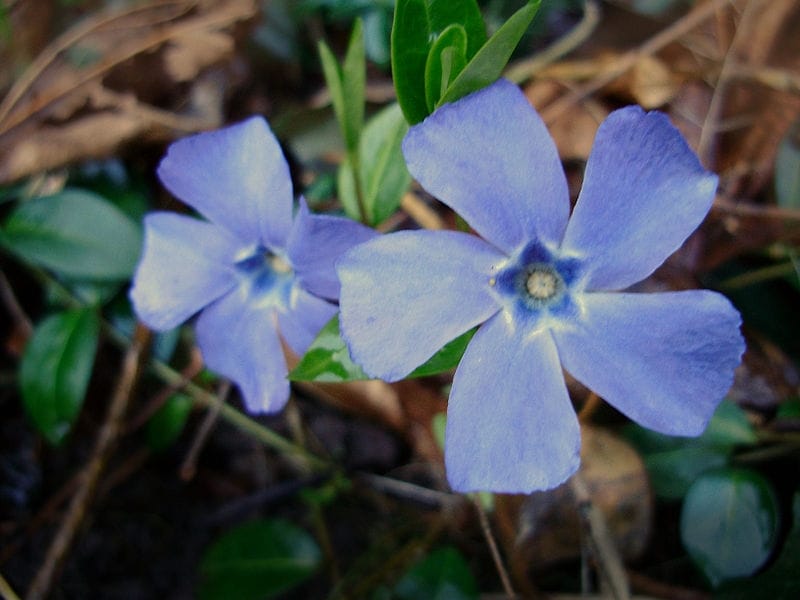 Amazon.com: Outsidepride Pink Vinca Periwinkle Ground Cover Plant Flower  Seed - 2000 Seeds : Everything Else