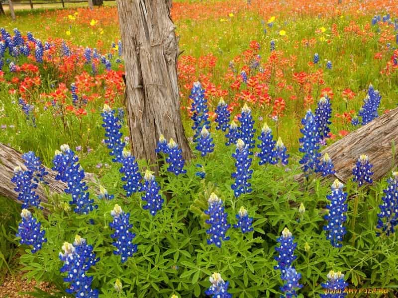 Amazon.com: Outsidepride Texas Bluebonnet Seed - 500 Seeds : Everything Else