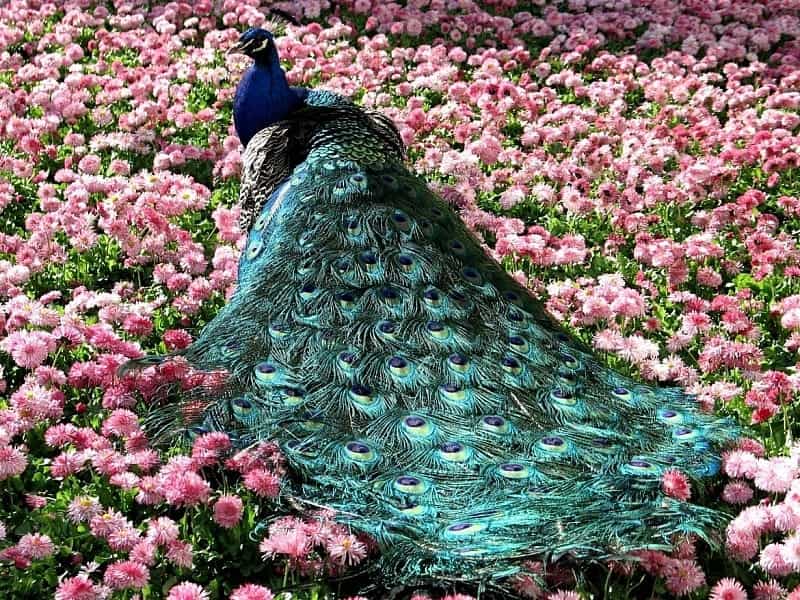 Amazon.com : Pride Of Barbados, Peacock Flower,(1/4 OZ) (Dwarf  Poinciana,Bird Of Paradise : Patio, Lawn  Garden