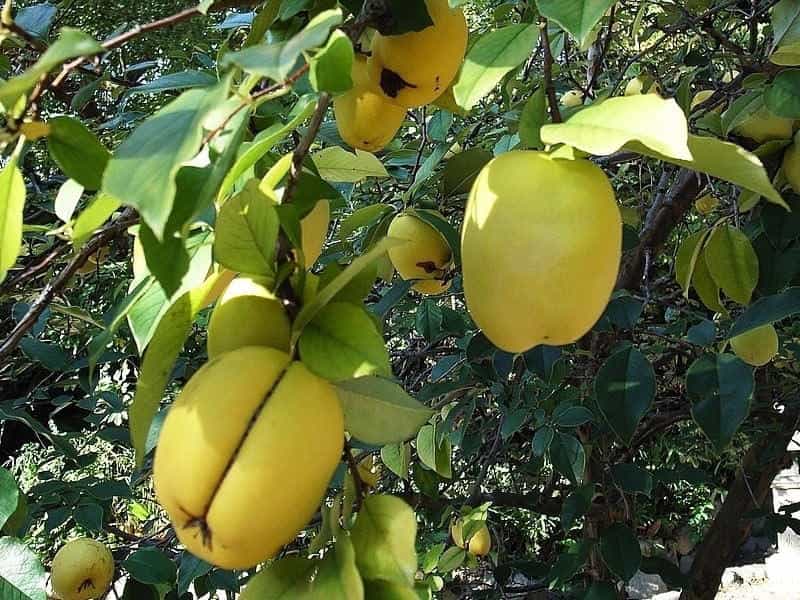 Amazon.com : Pseudocydonia Sinensis Chinese Quince Tree jocad (5 Seeds) :  Patio, Lawn  Garden