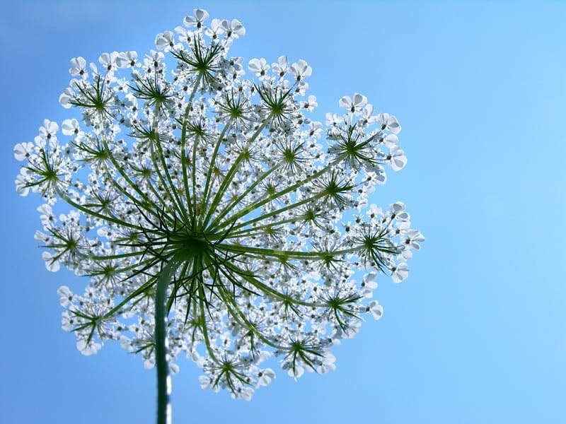 Amazon.com: Queen Anne's Lace- matted archival pigment print, Botanical  Wall Art : Handmade Products