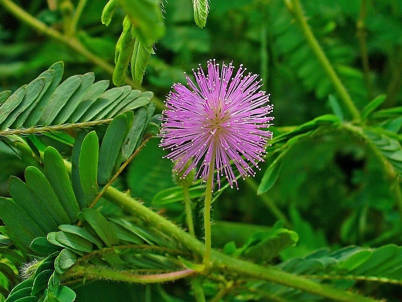 Amazon.com : Seed Needs, Sensitive Plant (Mimosa Pudica) Twin Pack of 100  Seeds Each : Flowering Plants : Patio, Lawn  Garden