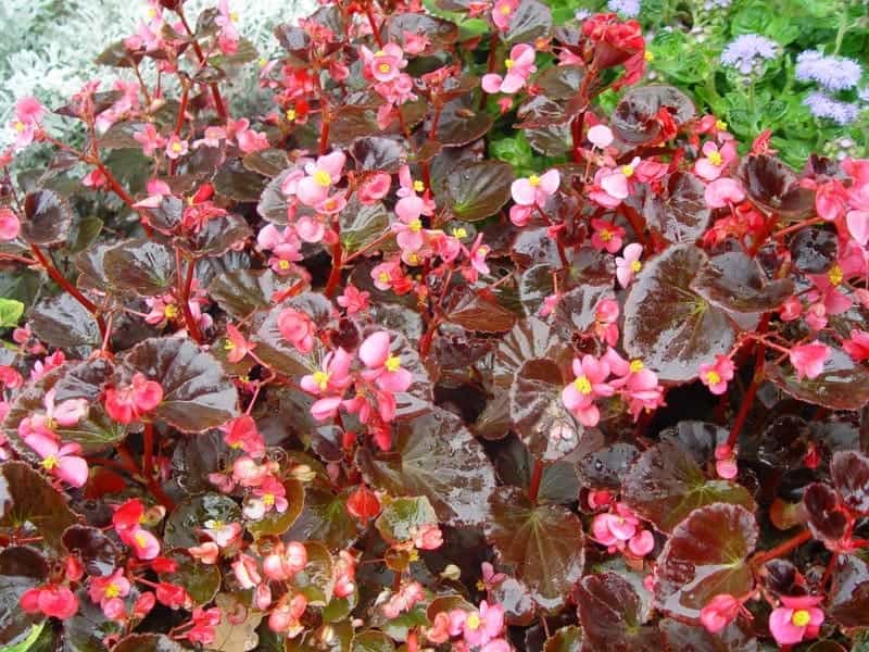 Amazon.com: Strawberry Begonia (Saxifraga stolonifera) : Patio, Lawn   Garden